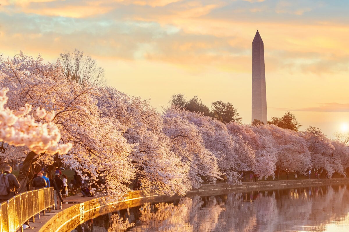 charry blossom dc shutterstock 1913518954 | Two Scots Abroad charry blossom dc shutterstock 1913518954 | 18 Best Places to Visit in USA in April - Spring Vacation Ideas