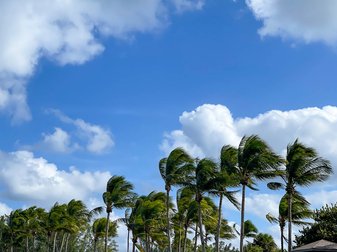 Dubois Park Jupiter Florida palm trees in wind | Two Scots Abroad Dubois Park Jupiter Florida palm trees in wind | What Is Scottish Links Golf? Terrain, Wind, and Playing Tips