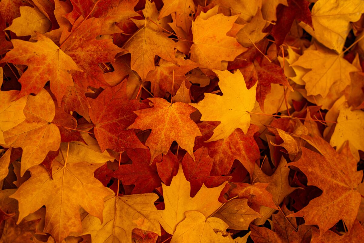 Arkansas in Fall Foliage Road Trips Festivals shutterstock 2499419501 | Two Scots Abroad Arkansas in Fall Foliage Road Trips Festivals shutterstock 2499419501 | Arkansas in Fall: Foliage, Road Trips & Festivals