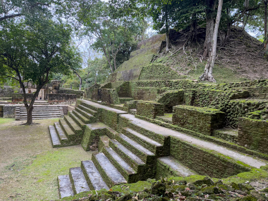 Shrubbery grown all over Cahal Pech Mayan ruins in San Ignacio Belize