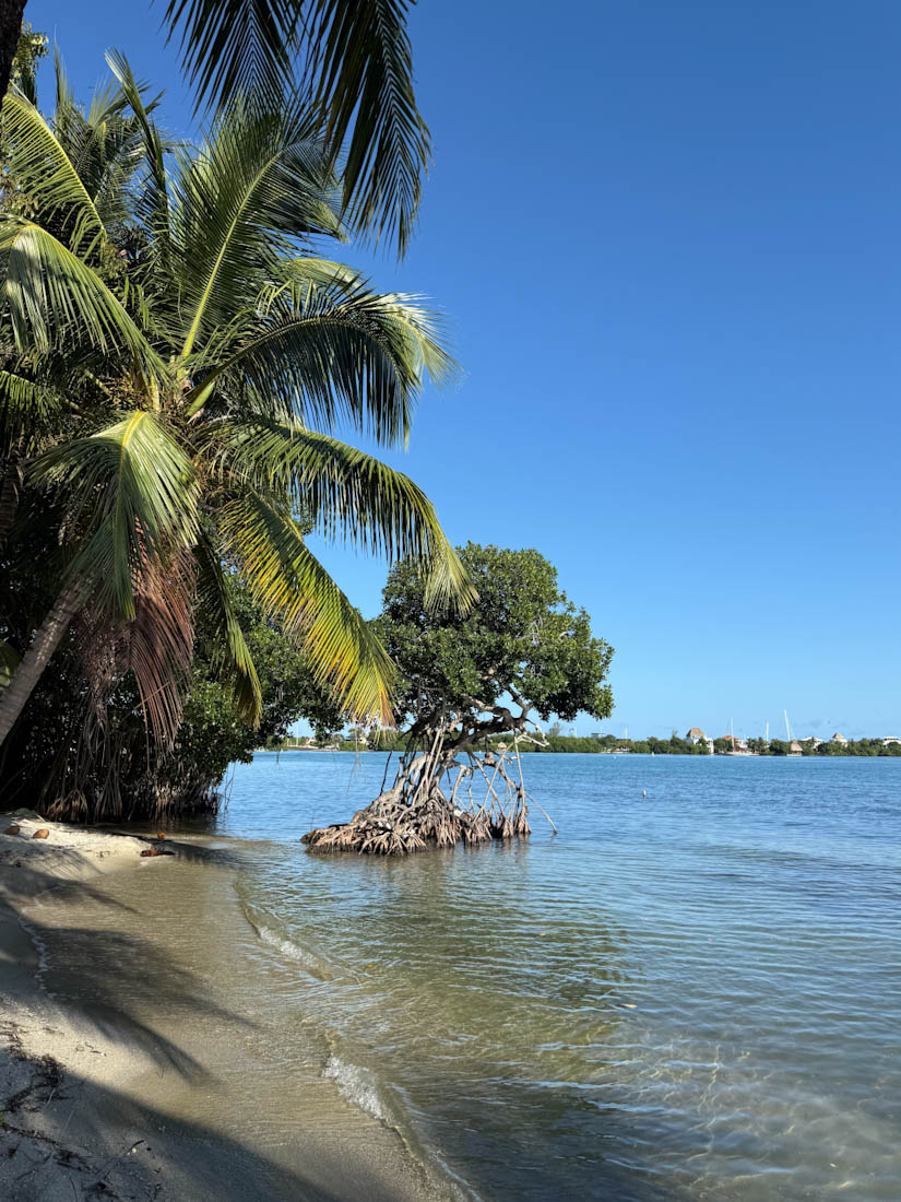 Mangroves Placencia Belize