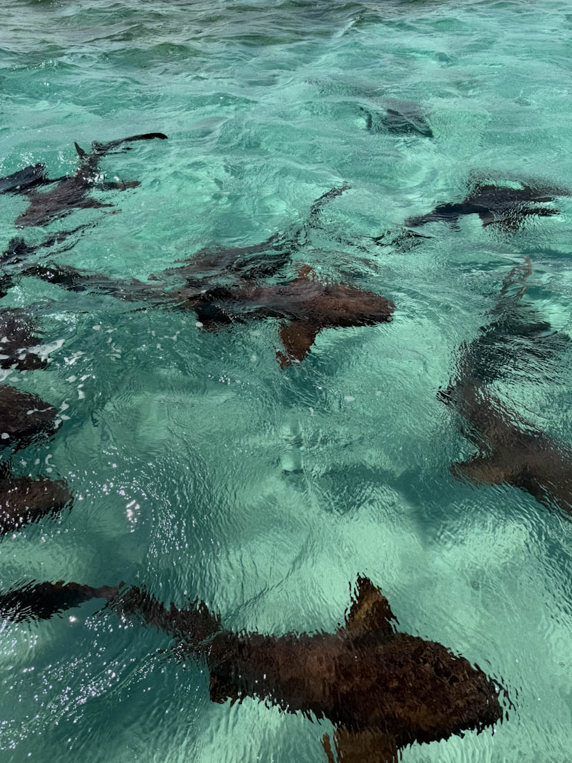 Nursing Sharks in clear water of Caye Caulker Belize