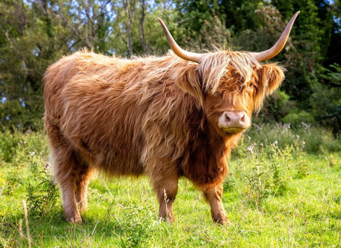 Scottish,Highland,Cow,On,The,Isle,Of,Skye,,Scotland,Close