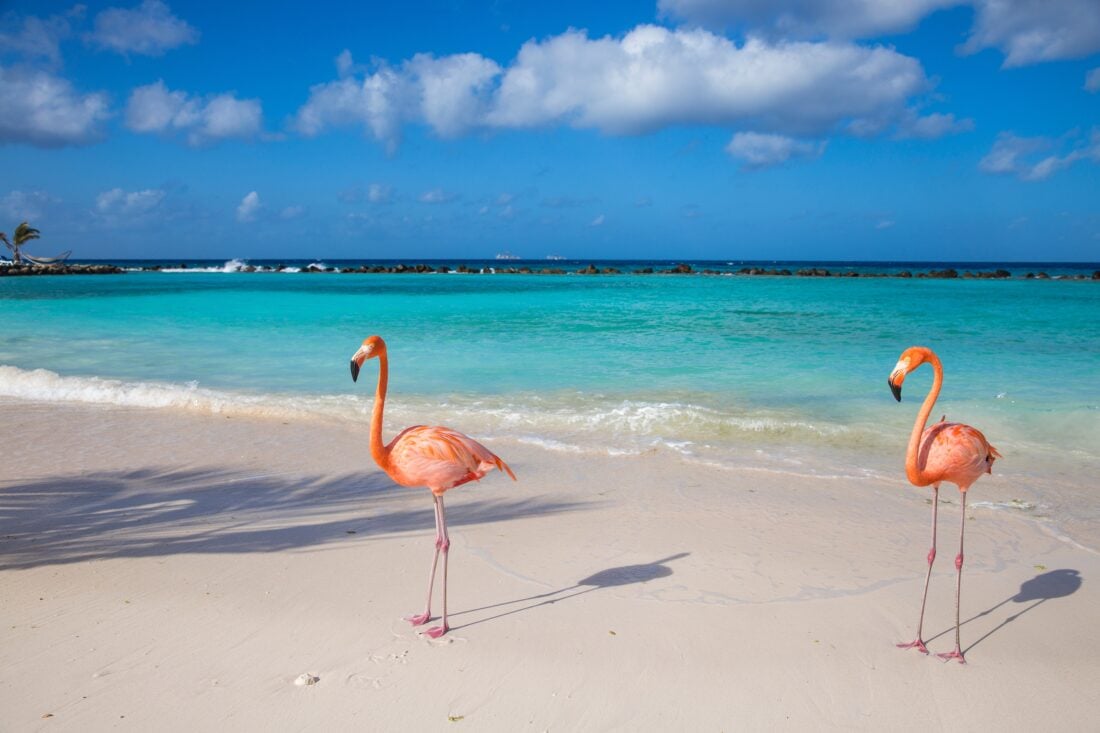 aruba shutterstock 2445326889 | 14 Best Caribbean Islands for Families (Expert Picks for Every Travel Style)