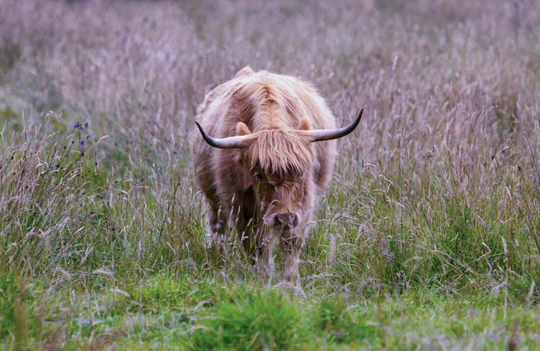 female highland cow shutterstock 1521881276 | Female Highland Cow Horns Explained (And Why You Probably Guessed Wrong)
