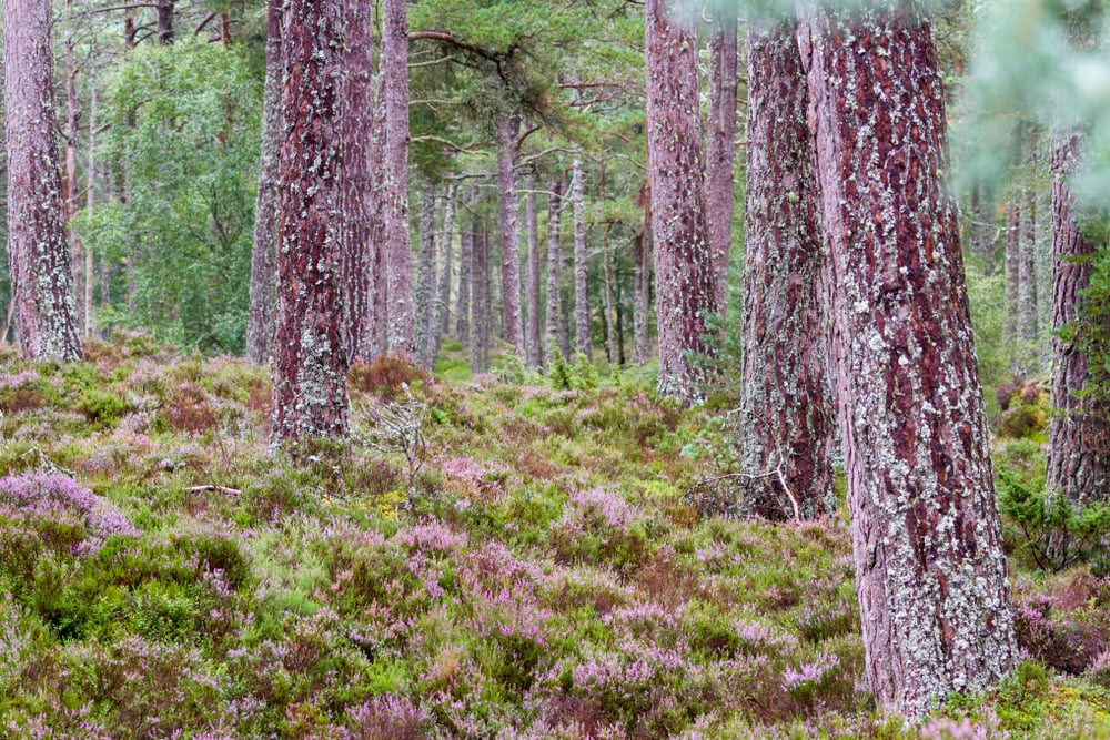Tall trees in the Scottish Highlands with heather adding a purple hue