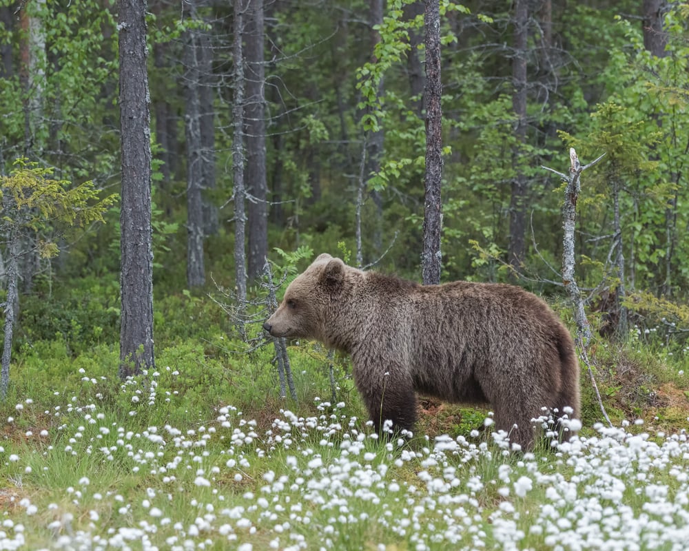 shutterstock 1993258988 | Two Scots Abroad Brown bear walking through forest habitat
