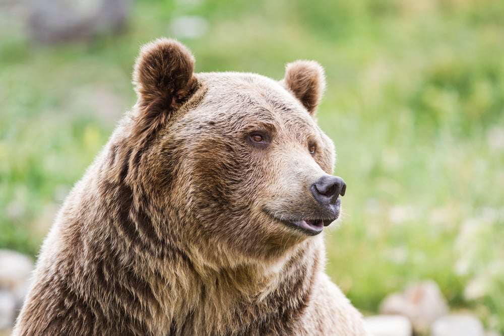 shutterstock 221812990 | Two Scots Abroad Brown bear in Scotland – close up portrait