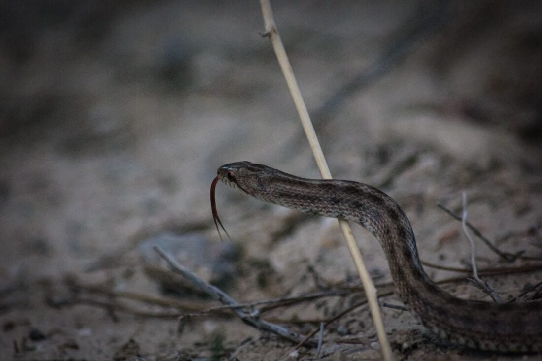snakes in scotland shutterstock 2559950951 | Two Scots Abroad Snake in scotland