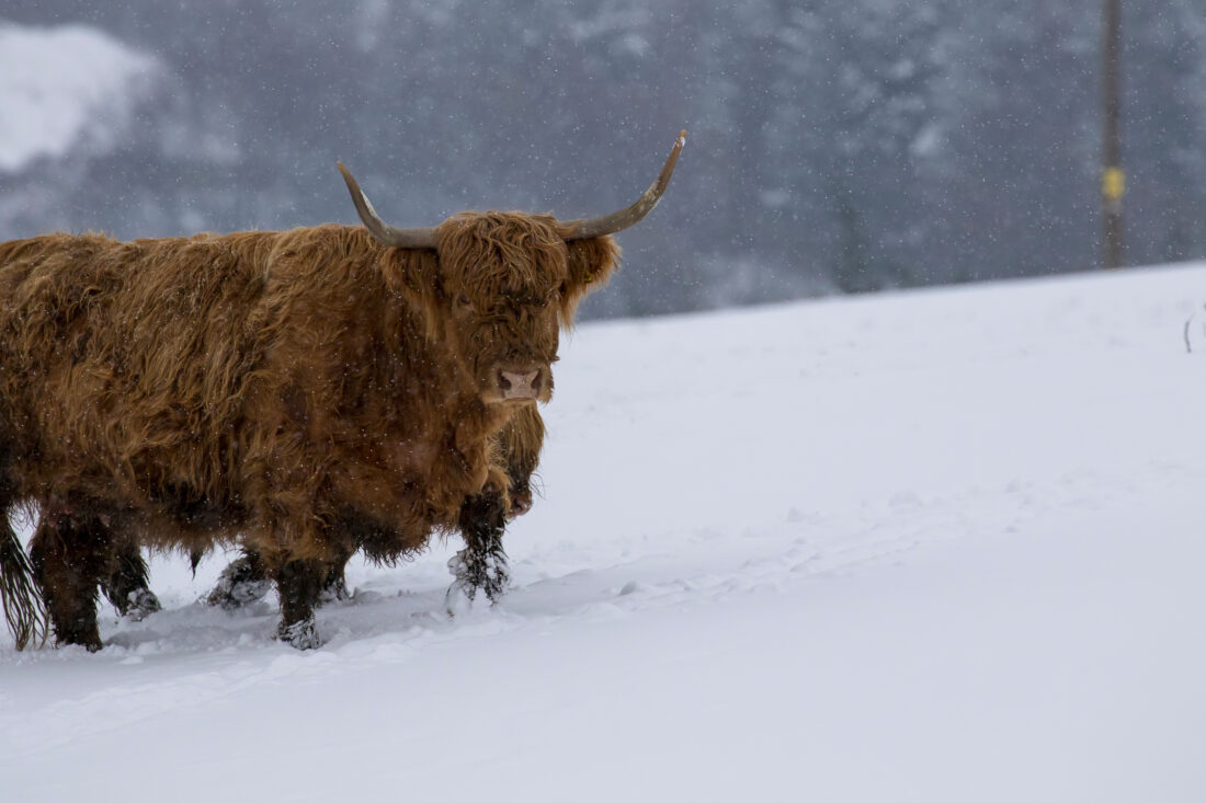 snow highland cow shutterstock 1038244663 | Female Highland Cow Horns Explained (And Why You Probably Guessed Wrong)