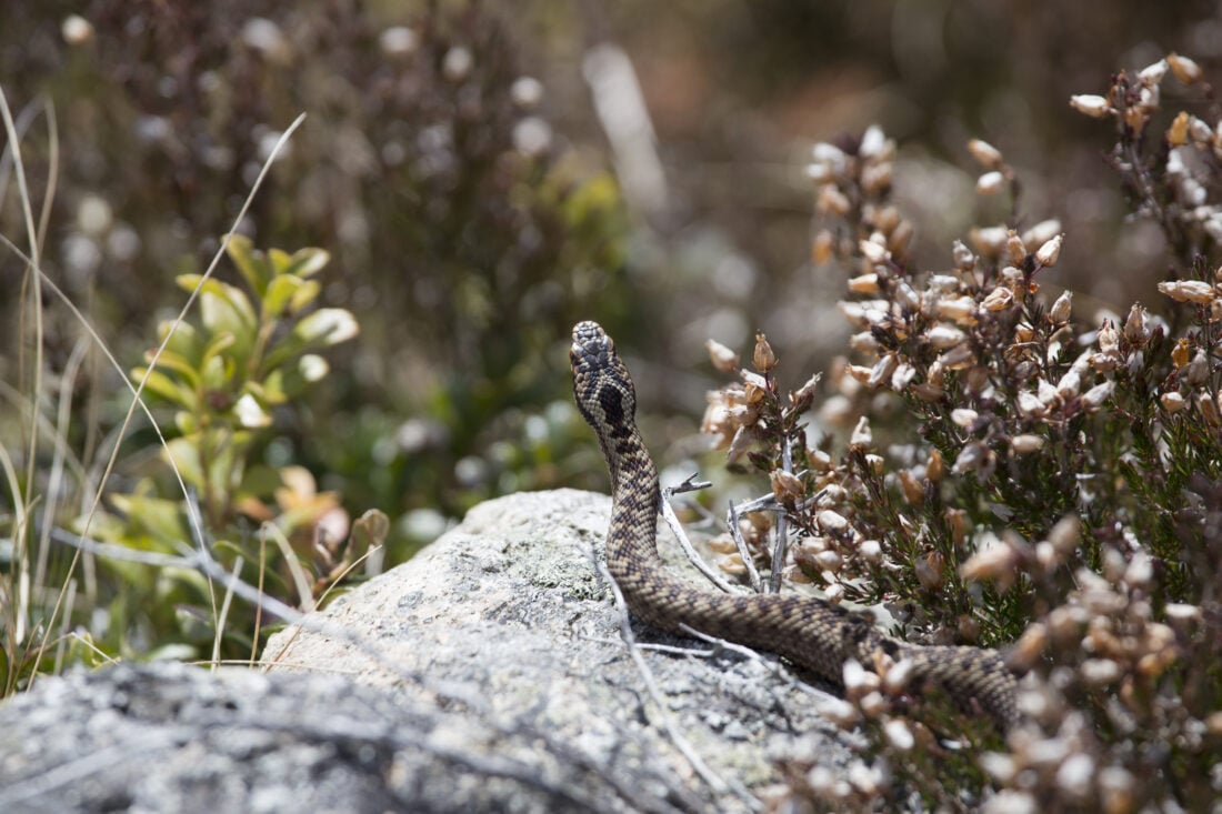 Adder shutterstock 705101854 | Dangerous Animals in Scotland: What You Actually Need to Watch Out For