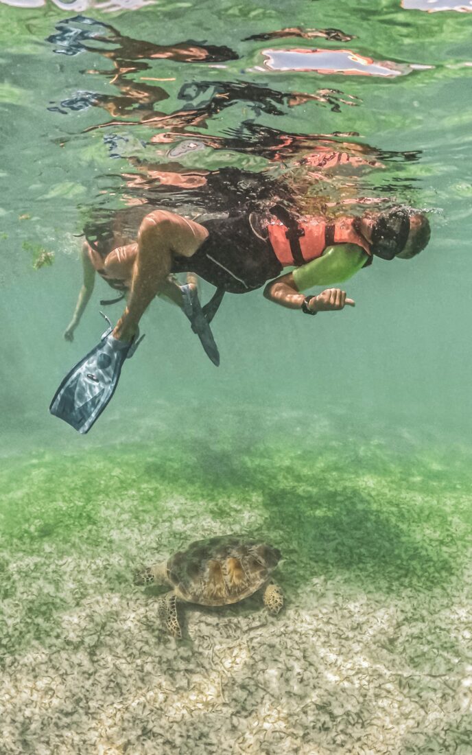 Akumal shutterstock 2560079665 | Where Can You Swim with Turtles? The Best Destinations Worldwide