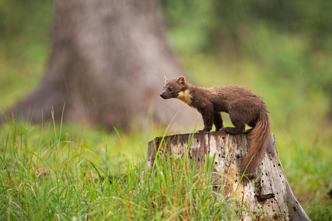 Are Pine Martens Dangerous shutterstock 1288218328 | Are Pine Martens Dangerous? Here’s What You Actually Need to Know