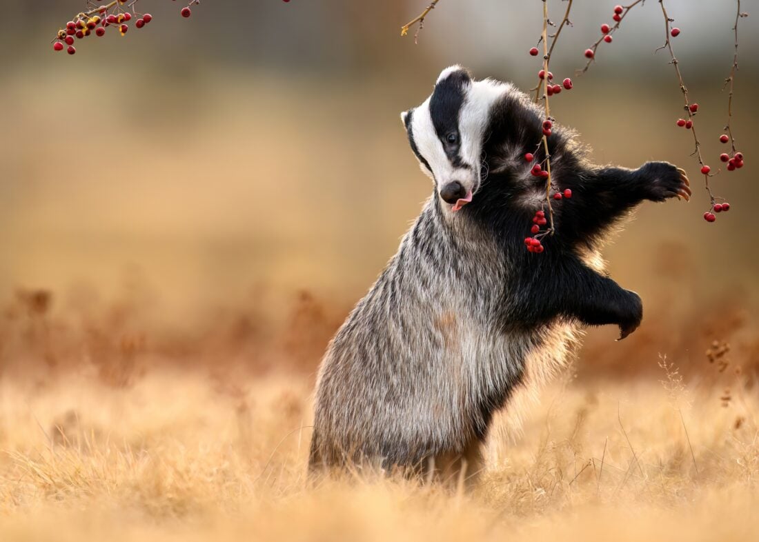 Badgers shutterstock 2681769045 | Dangerous Animals in Scotland: What You Actually Need to Watch Out For