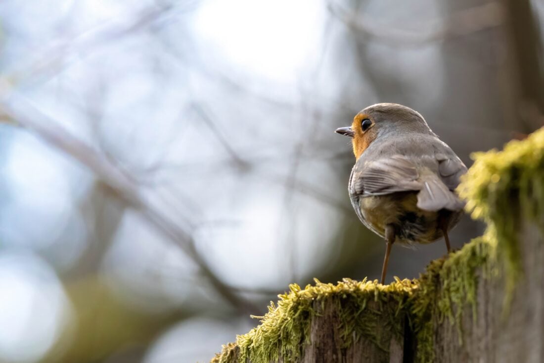 Birdwatching and Wildlife in the Mississippi River Gorge shutterstock 2606608881 | Just Outside Minneapolis: Best Nature Spots (Gorge + Waterfalls)