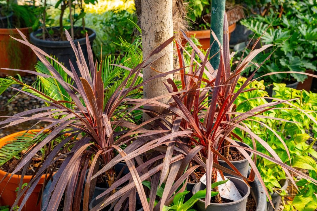 Cordyline australis shutterstock 2689455523 | Palm Trees in Scotland: Where They Grow and Why