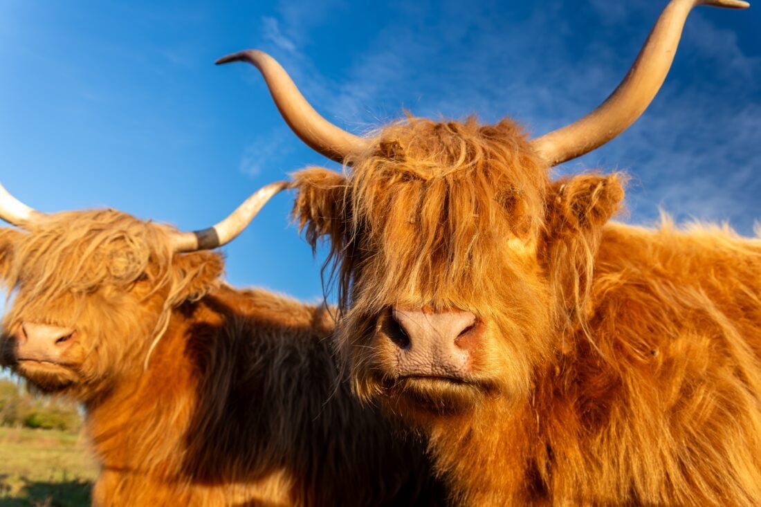 Cows Scotlands Most Dangerous Animal shutterstock 2692394439 | Dangerous Animals in Scotland: What You Actually Need to Watch Out For