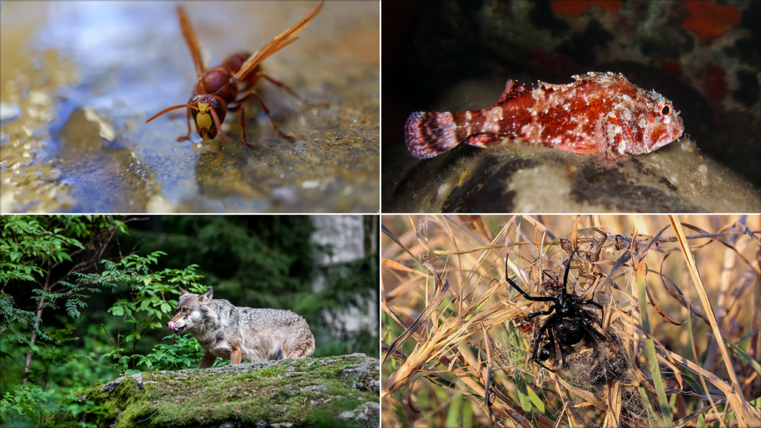 Dangerous Animals in Italy- What You Might Encounter and How to Stay Safe