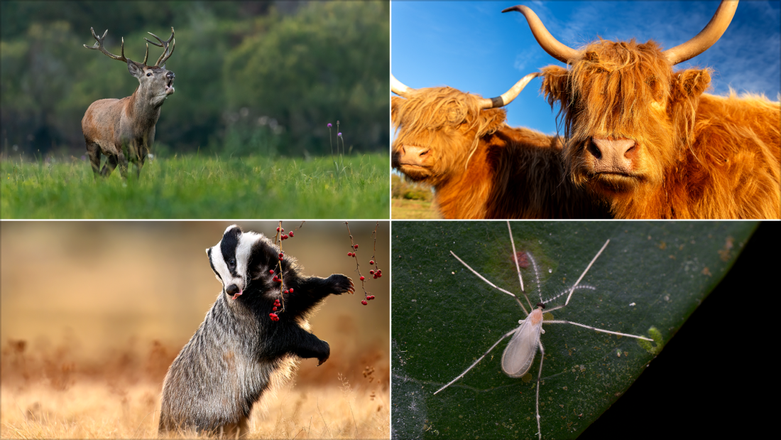 Dangerous Animals in Scotland What You Actually Need to Watch Out For | Dangerous Animals in Scotland: What You Actually Need to Watch Out For