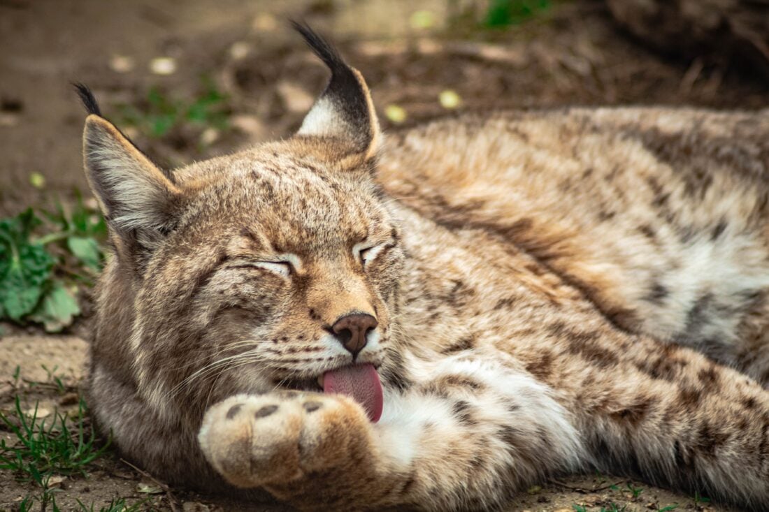 Eurasian lynx shutterstock 2564181653 | Dangerous Animals in Italy: What You Might Encounter and How to Stay Safe