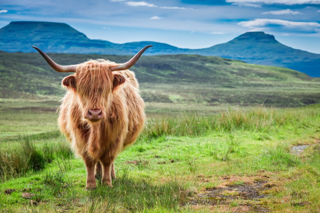 Highland Cow Facts Everything You Didnt Know About Scotlands Fluffiest Icon shutterstock 1103993135 | Highland Cow Facts: Everything You Didn’t Know About Scotland’s Fluffiest Icon