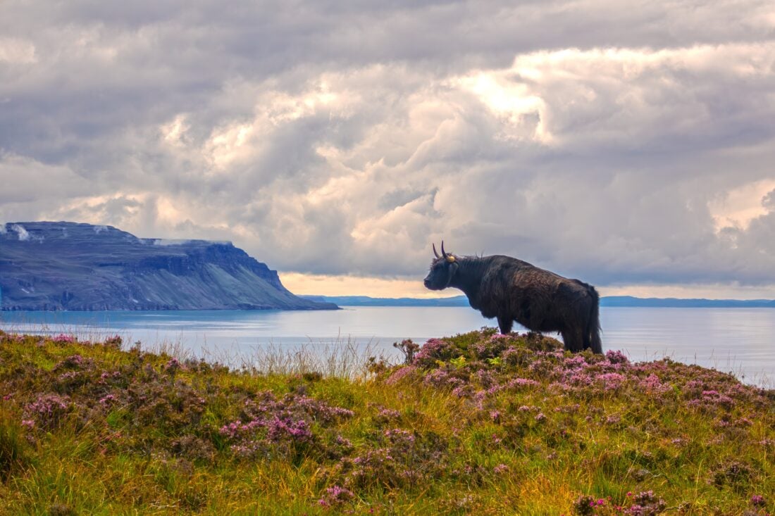 Isle of Ulva shutterstock 2586972061 | Isle of Mull Bucket List: Unmissable Things to Do and See