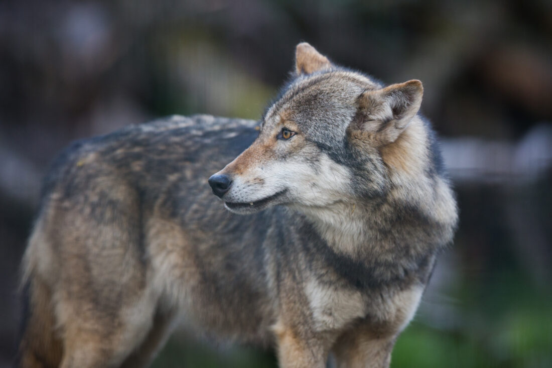 Italian Gray Wolf shutterstock 632976743 | Dangerous Animals in Italy: What You Might Encounter and How to Stay Safe