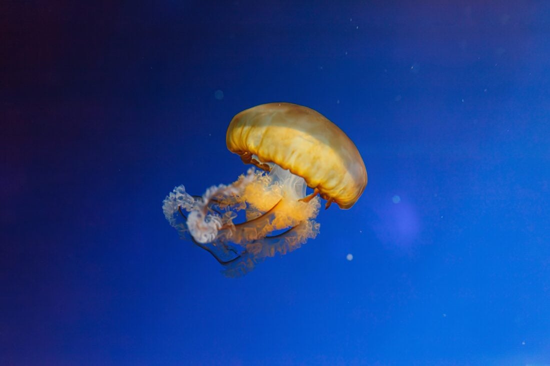 Jellyfish shutterstock 2467644391 | Dangerous Animals in Italy: What You Might Encounter and How to Stay Safe