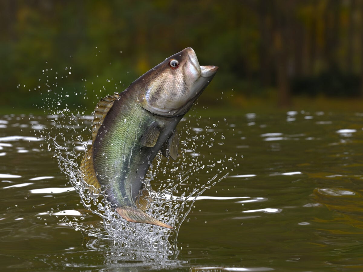 Largemouth bass shutterstock 1234109551 | Lake Amistad: Texas’ Deepest Lake and One of Its Best for Fishing