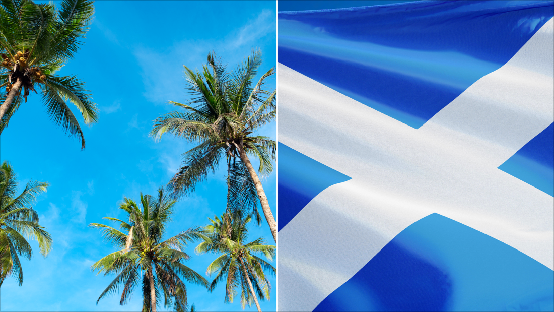 Palm Trees in Scotland- Where They Grow and Why