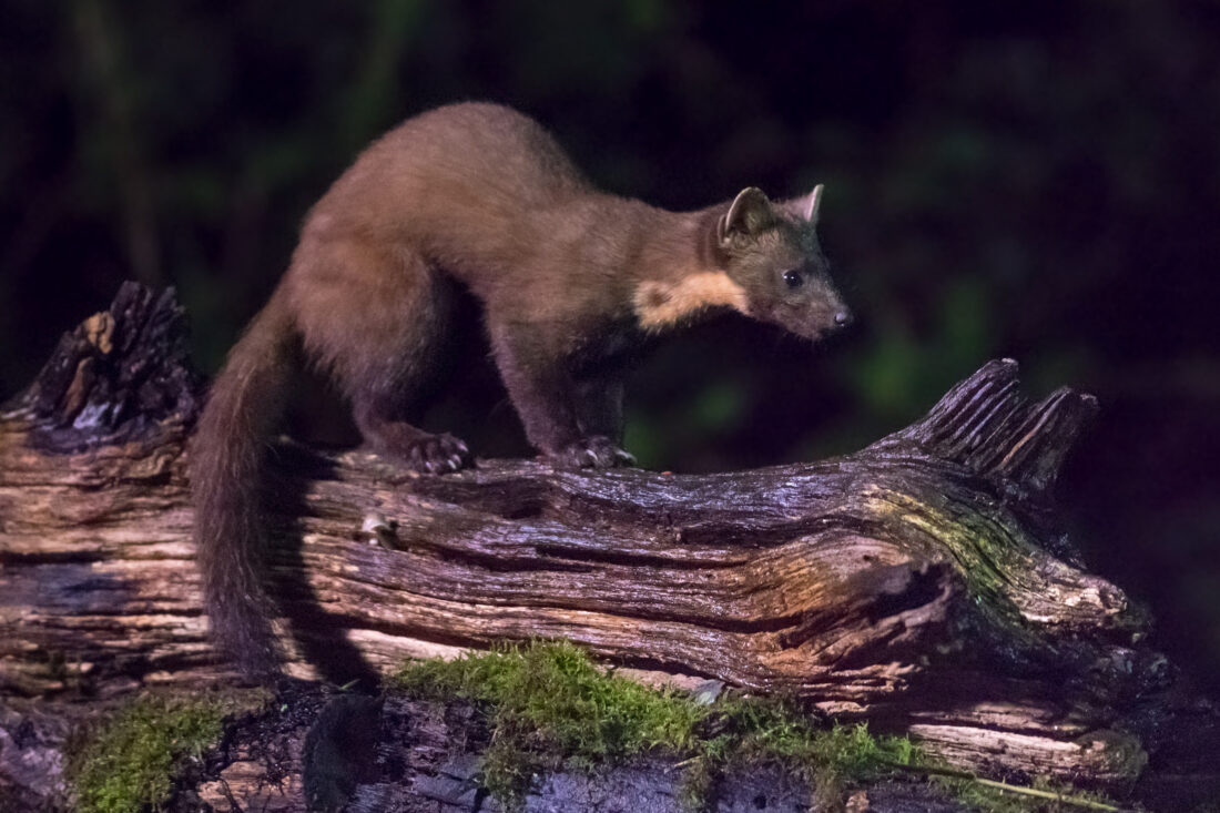 Pine Marten Behaviour shutterstock 1051516259 | Are Pine Martens Dangerous? Here’s What You Actually Need to Know