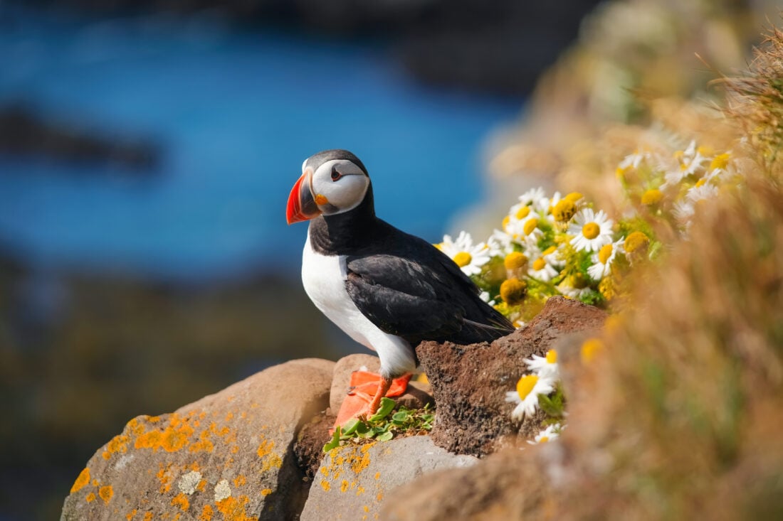 Puffin shutterstock 1468839059 | Reykjavik’s Most Famous Sights, Foods, and Experiences