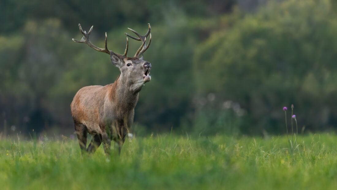 Red Deer shutterstock 2193235507 | Dangerous Animals in Scotland: What You Actually Need to Watch Out For
