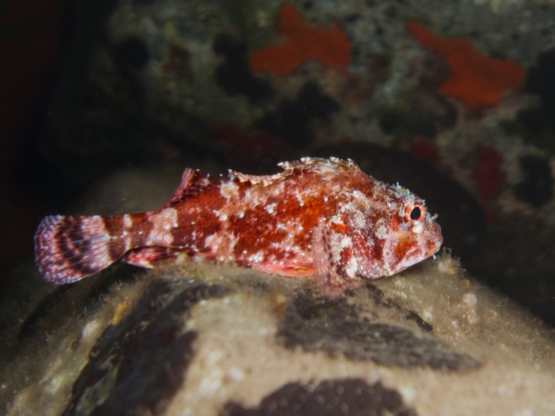 Red scorpionfish shutterstock 2341653189 | Dangerous Animals in Italy: What You Might Encounter and How to Stay Safe