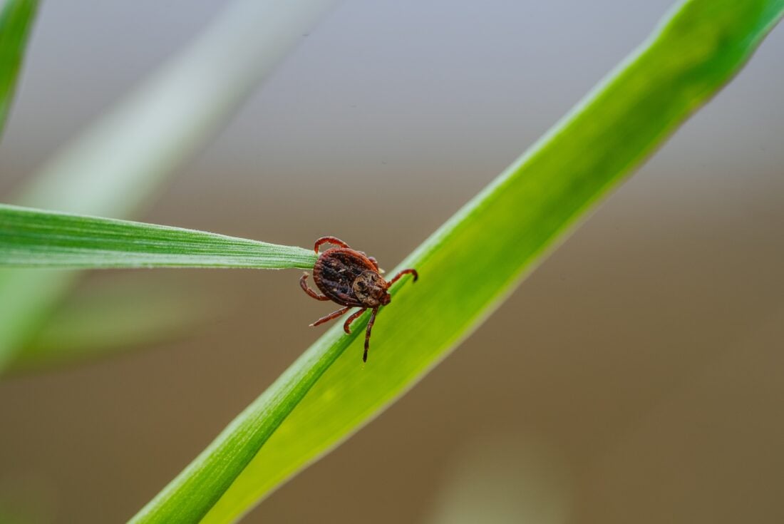 Ticks and Lyme Disease shutterstock 2629365693 | Dangerous Animals in Scotland: What You Actually Need to Watch Out For