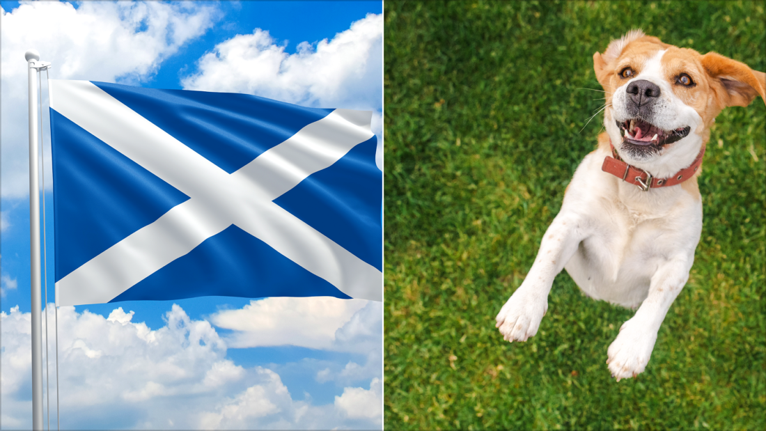Traveling Scotland with a Dog Best Walks Attractions and Stays | Two Scots Abroad Traveling Scotland with a Dog- Best Walks, Attractions, and Stays