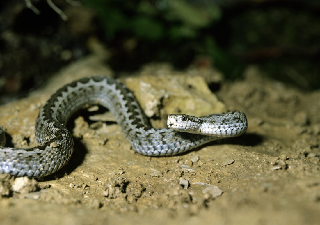 Vipera ursinii shutterstock 1671310441 | Dangerous Animals in Italy: What You Might Encounter and How to Stay Safe
