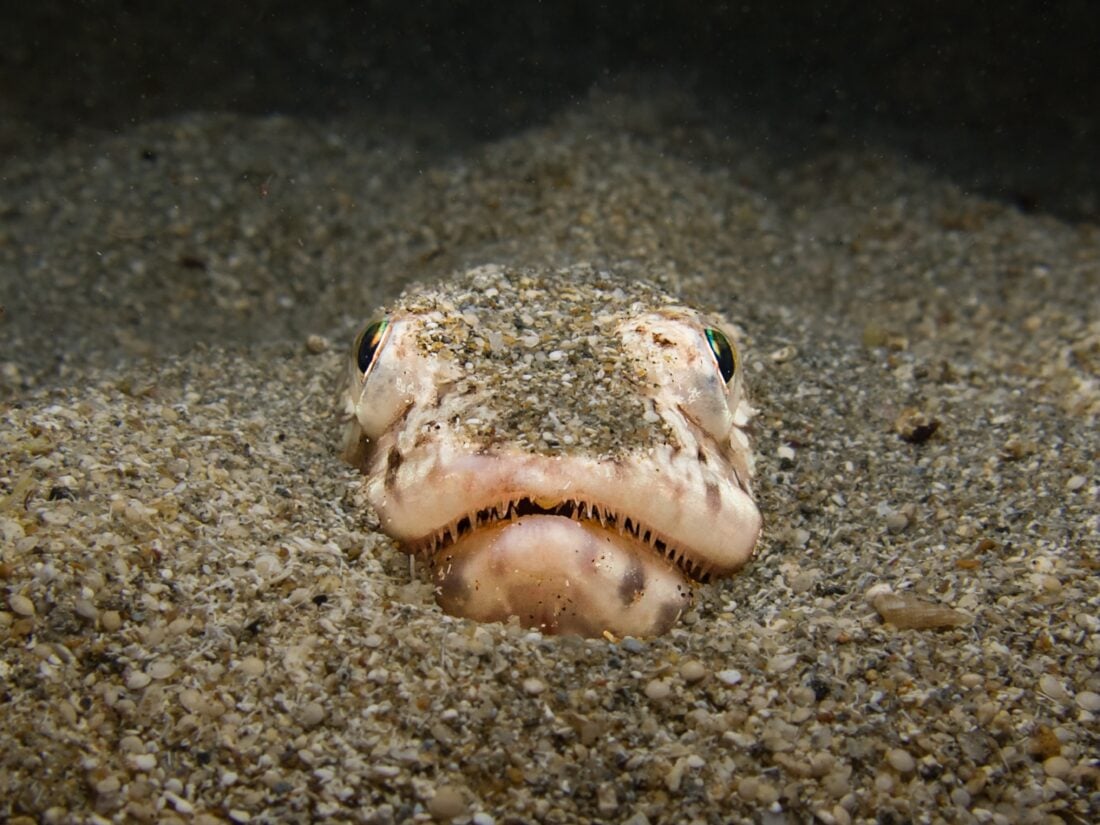 Weever Fish shutterstock 2356373381 | Dangerous Animals in Scotland: What You Actually Need to Watch Out For