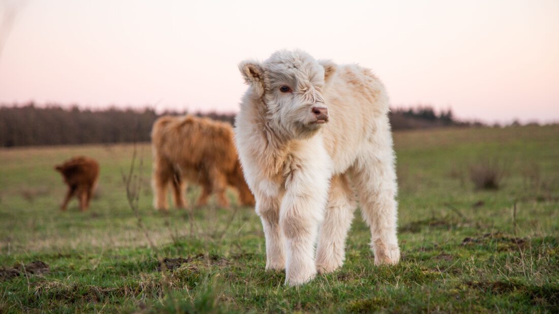 What Do Highland Cows Eat and How Much shutterstock 2673606213 | Highland Cow Facts: Everything You Didn’t Know About Scotland’s Fluffiest Icon