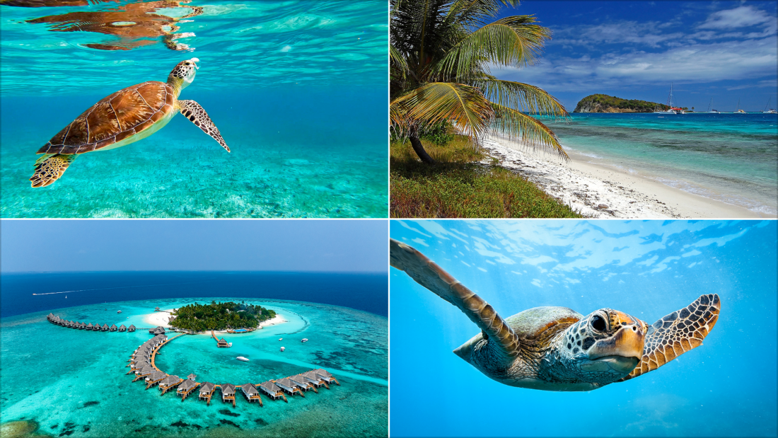 Where Can You Swim with Turtles? The Best Destinations Worldwide