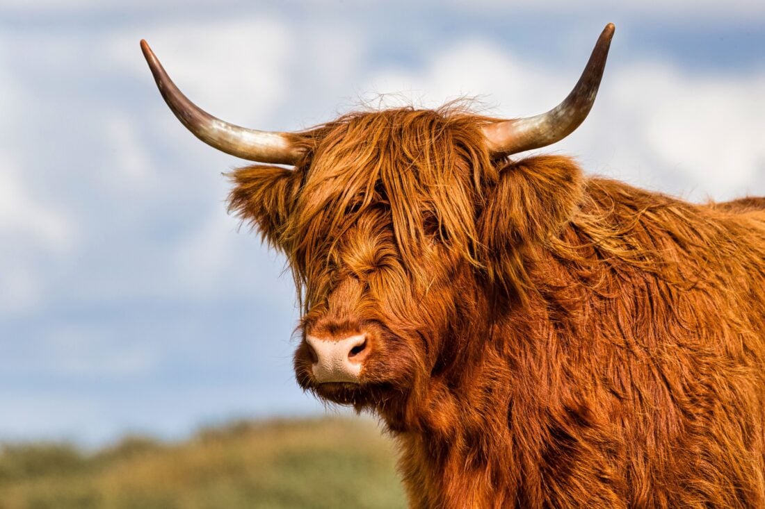 Why Are Most Highland Cows Ginger shutterstock 2538634029 | Highland Cow Facts: Everything You Didn’t Know About Scotland’s Fluffiest Icon