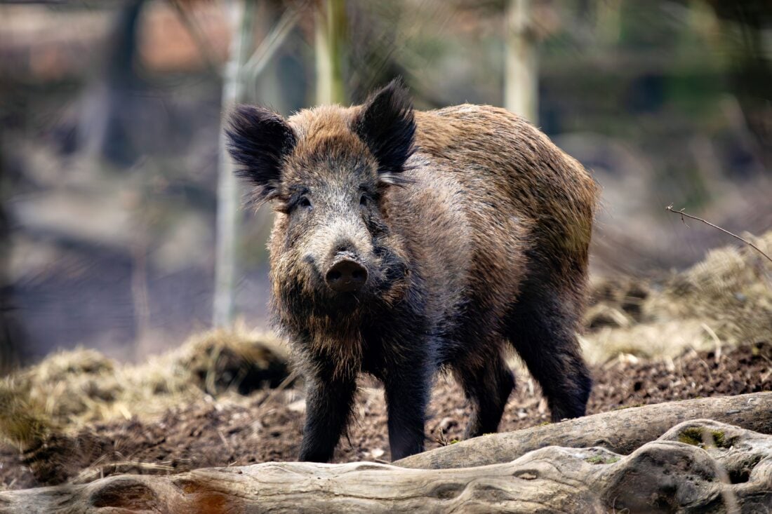Wild Boar | Dangerous Animals in Scotland: What You Actually Need to Watch Out For