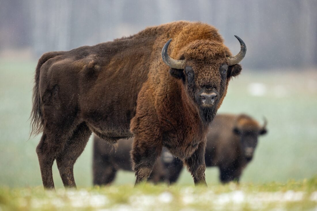 european bison shutterstock 2702930035 | Dangerous Animals in Italy: What You Might Encounter and How to Stay Safe