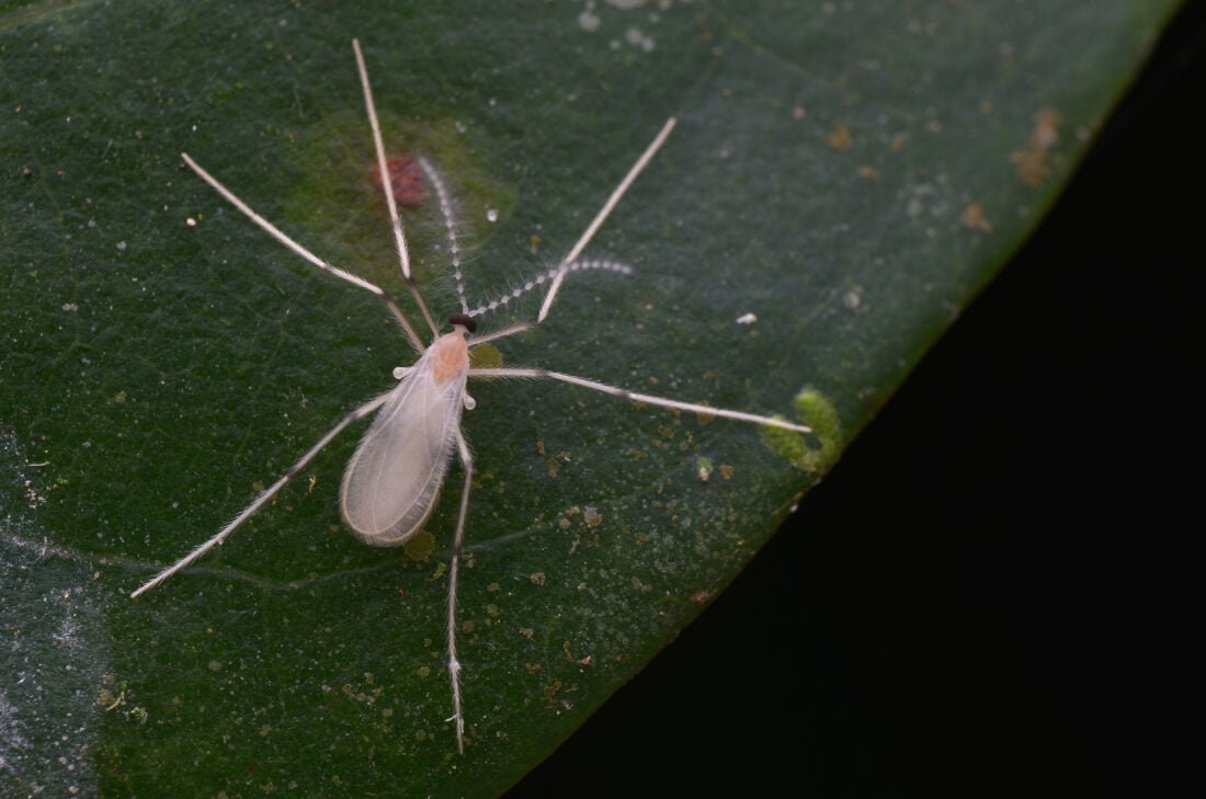 highland midge shutterstock 1481992490 | Dangerous Animals in Scotland: What You Actually Need to Watch Out For