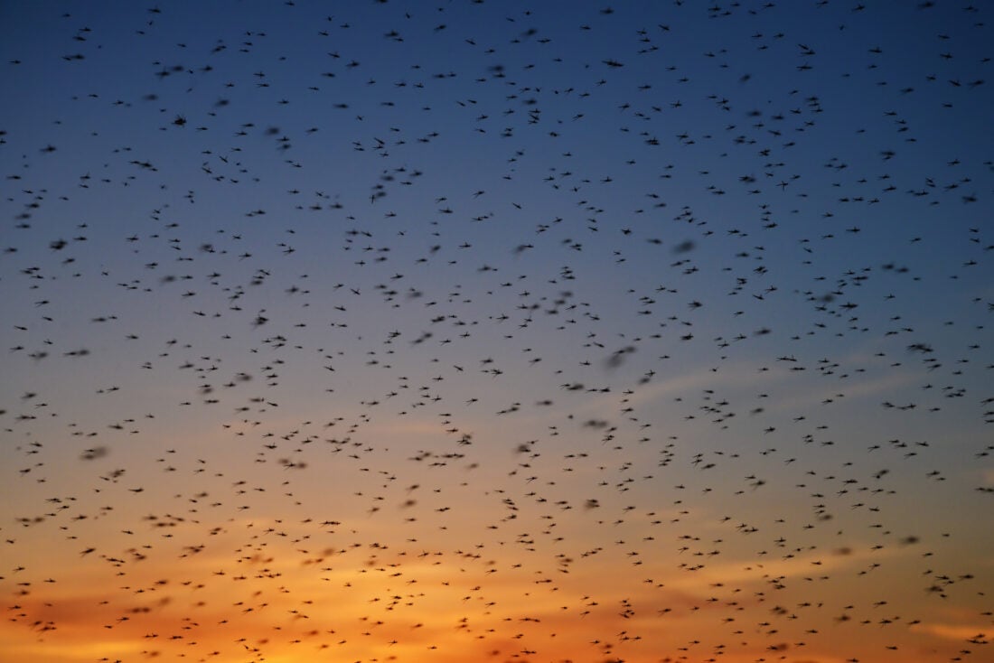 Large,Swarm,Of,Mosquitoes,At,Sunset