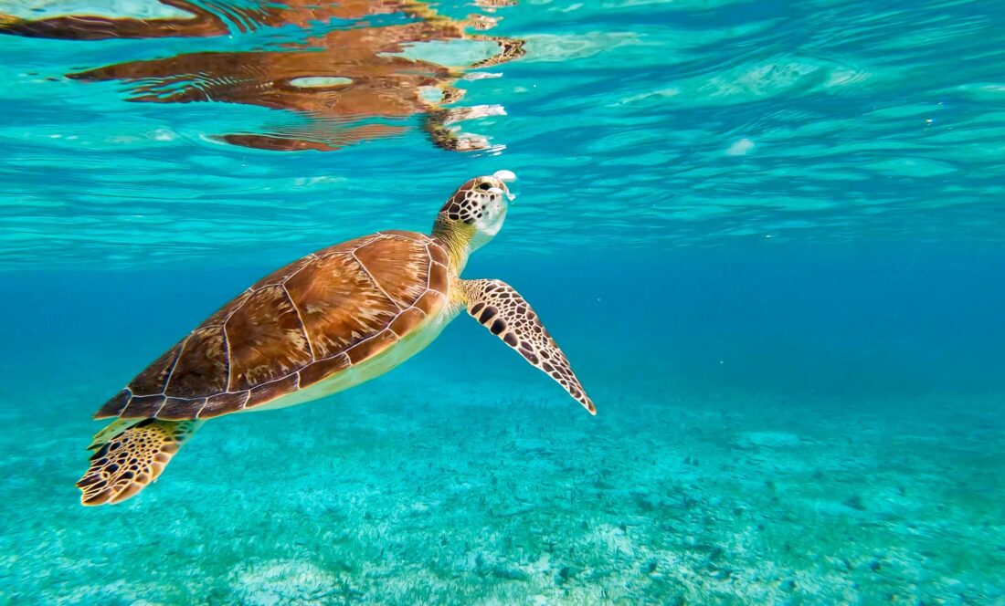 sea turtle 2 shutterstock 2334897987 | Where Can You Swim with Turtles? The Best Destinations Worldwide