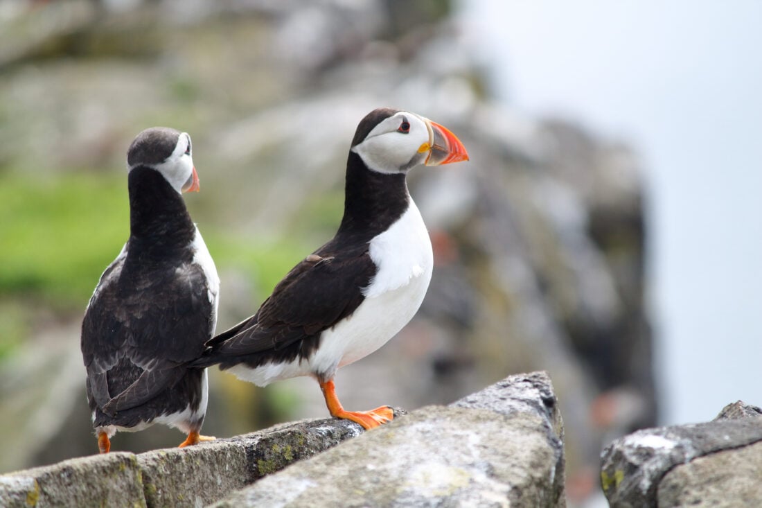 Puffins,On,Isle,Of,May