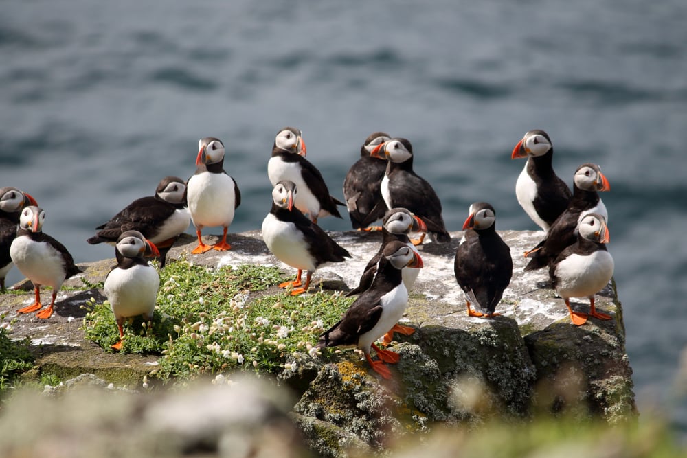 puffins isle of may