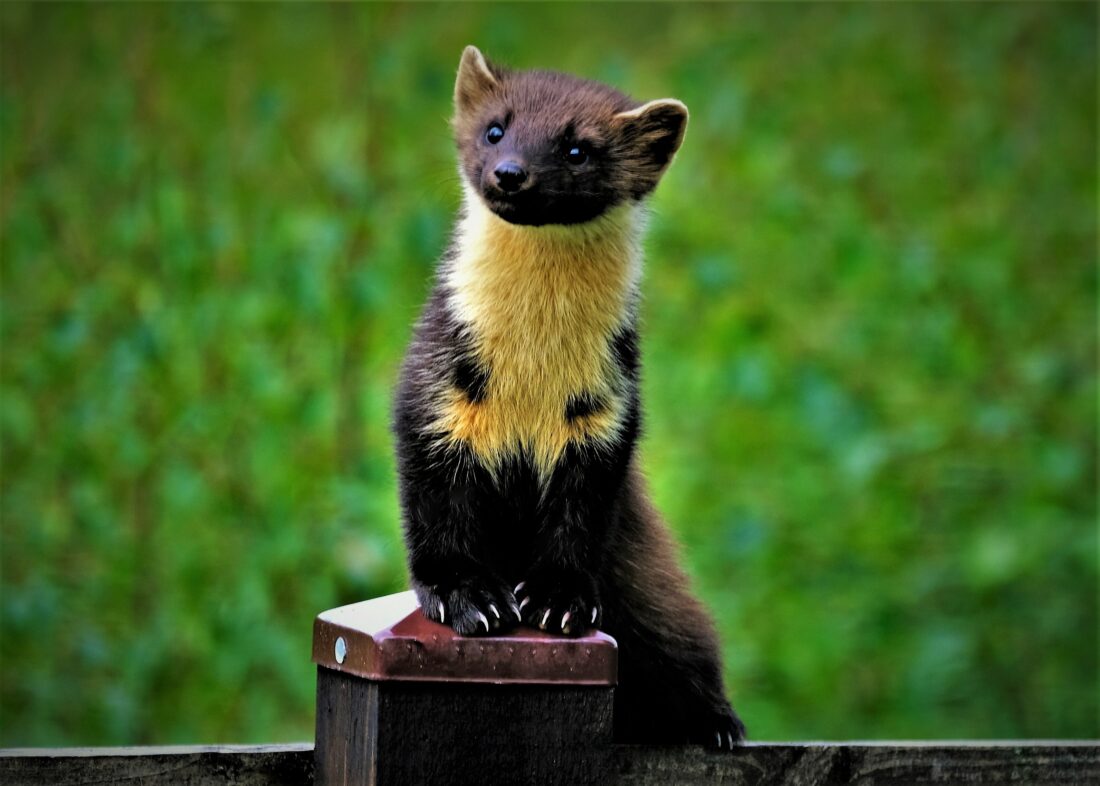 what is a pine marten shutterstock 2078305705 | Are Pine Martens Dangerous? Here’s What You Actually Need to Know