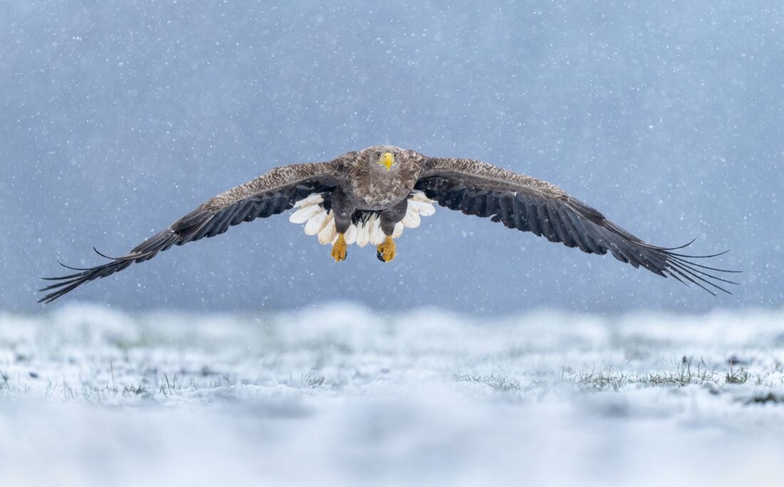 white tailed sea eagle shutterstock 2714852953 | Isle of Mull Bucket List: Unmissable Things to Do and See